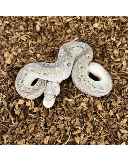 17/2025 - 0.1 Ghi Pastel Cinnamon Clown