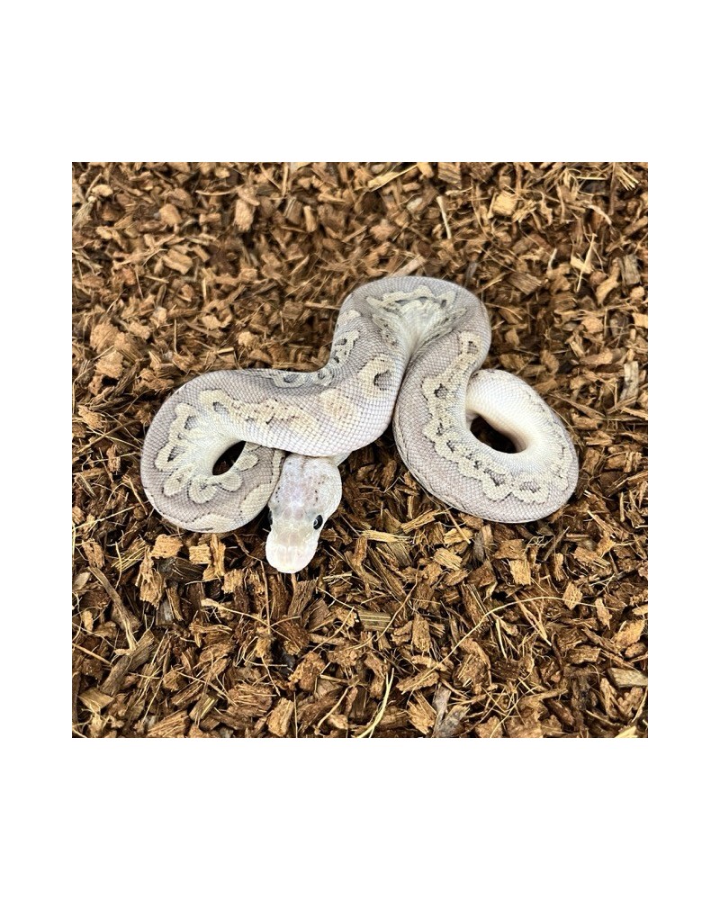 17/2025 - 0.1 Ghi Pastel Cinnamon Clown