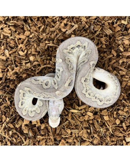 17/2025 - 0.1 Ghi Pastel Cinnamon Clown