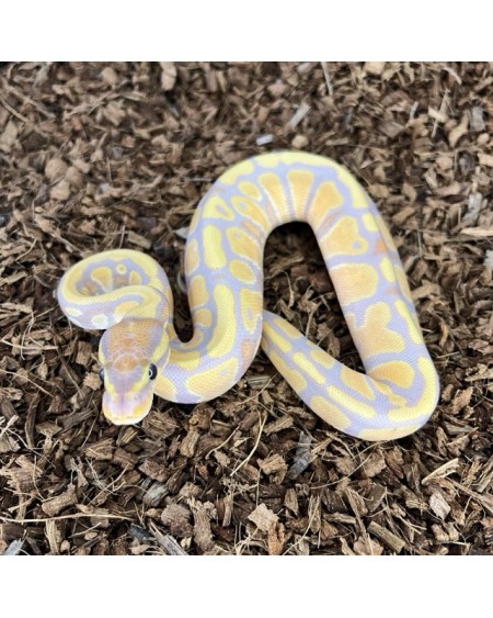 18/2025 - 0.1 Banana 66% het Clown