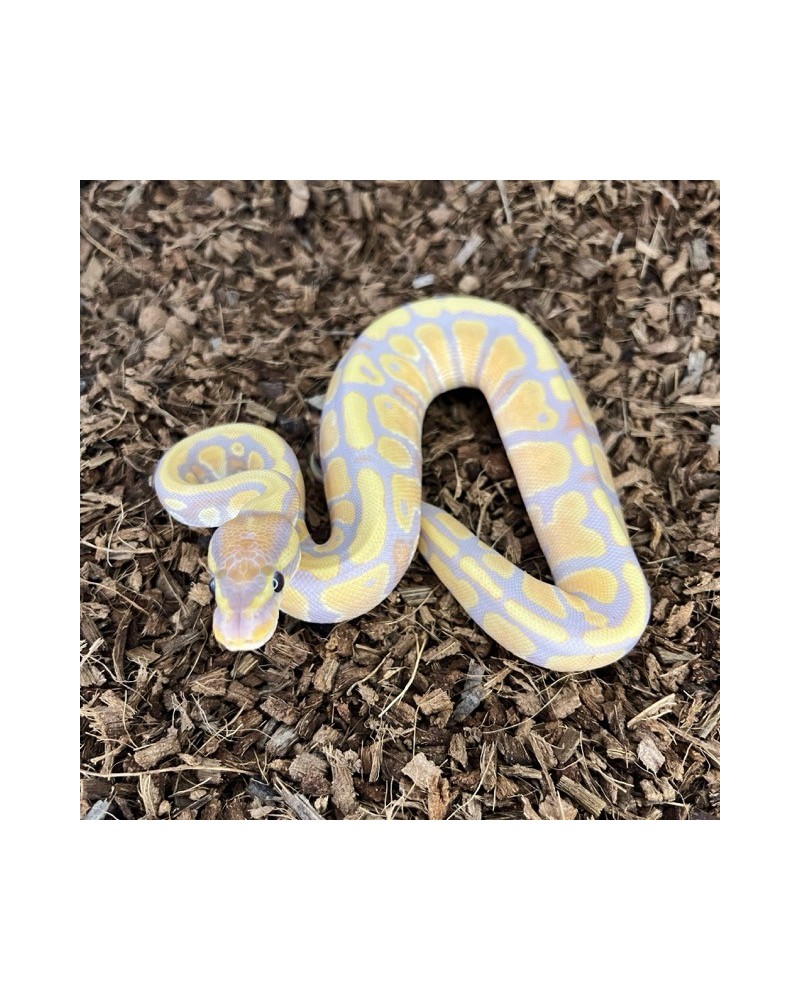 18/2025 - 0.1 Banana 66% het Clown 18/2025 - 0.1 Banana 66% het Clown
