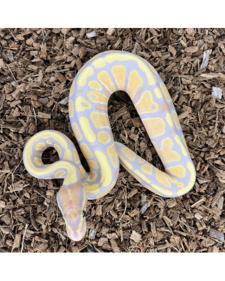 18/2025 - 0.1 Banana 66% het Clown