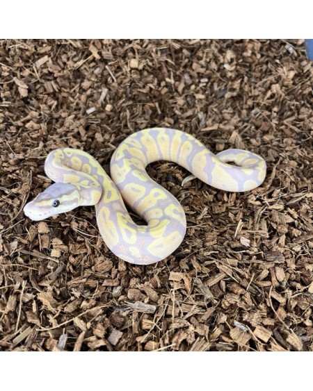 19/2025 - 0.1 Banana Pastel 66% het Clown