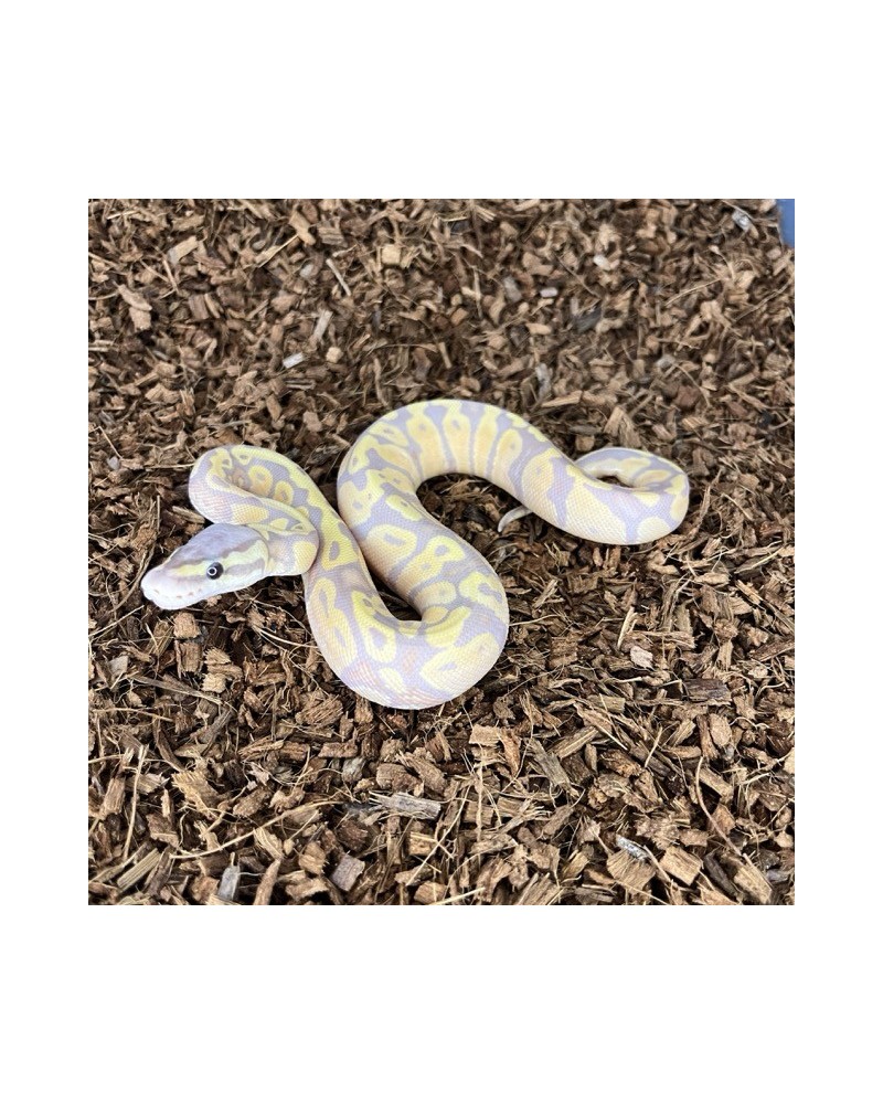 19/2025 - 0.1 Banana Pastel 66% het Clown 19/2025 - 0.1 Banana Pastel 66% het Clown