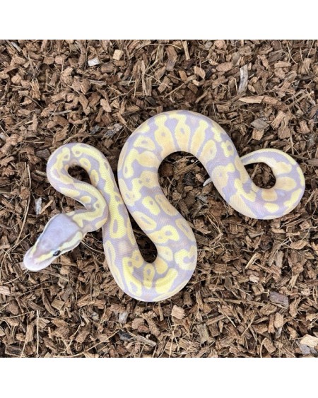 19/2025 - 0.1 Banana Pastel 66% het Clown