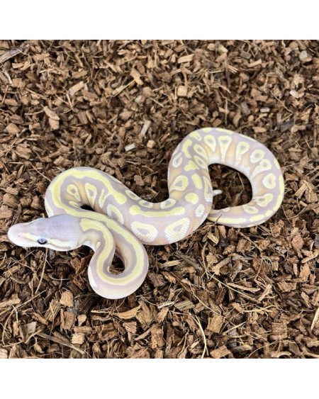 20/2025 - 0.1 Banana Pastel Mojave 66% het Clown