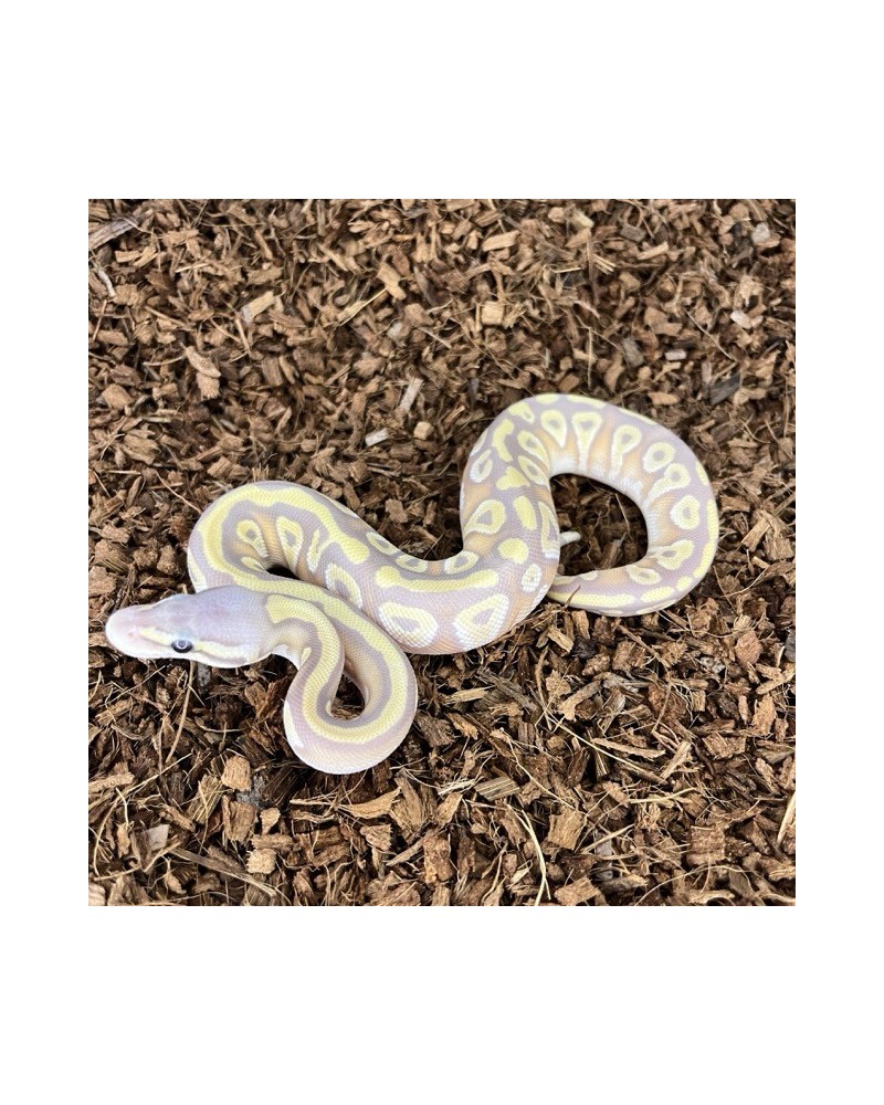 20/2025 - 0.1 Banana Pastel Mojave 66% het Clown