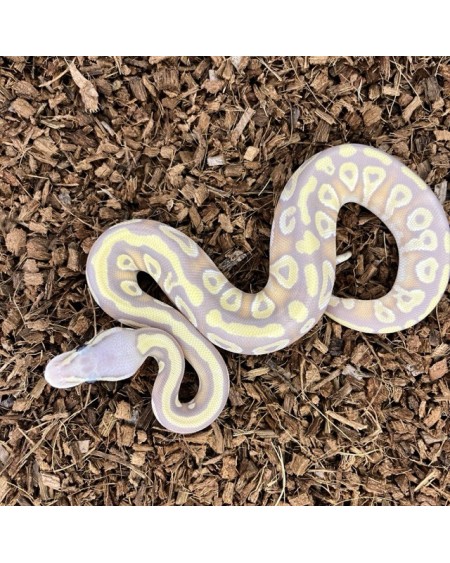 20/2025 - 0.1 Banana Pastel Mojave 66% het Clown