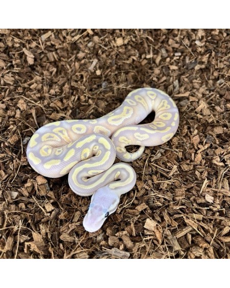 21/2025 - 1.0 Banan Pastel Mojave 66% het Clown