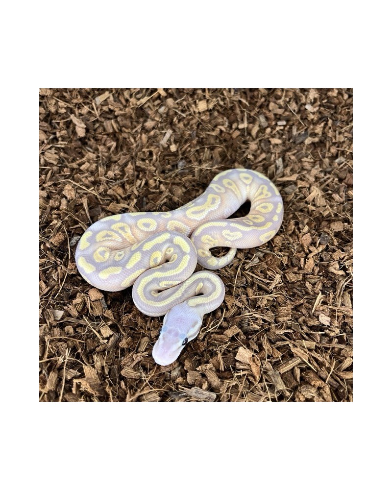 21/2025 - 1.0 Banan Pastel Mojave 66% het Clown 21/2025 - 1.0 Banan Pastel Mojave 66% het Clown