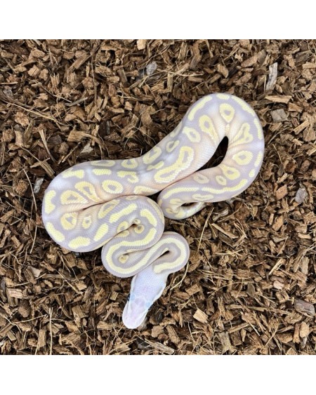 21/2025 - 1.0 Banan Pastel Mojave 66% het Clown