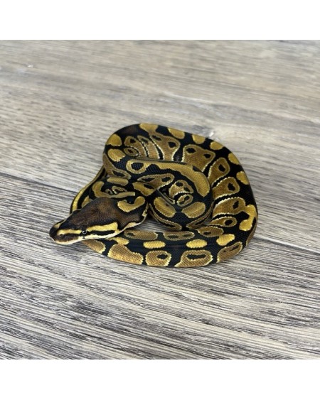 2/2025 - 0.1 Normal het Clown