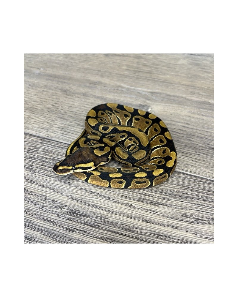 2/2025 - 0.1 Normal het Clown 2/2025 - 0.1 Normal het Clown