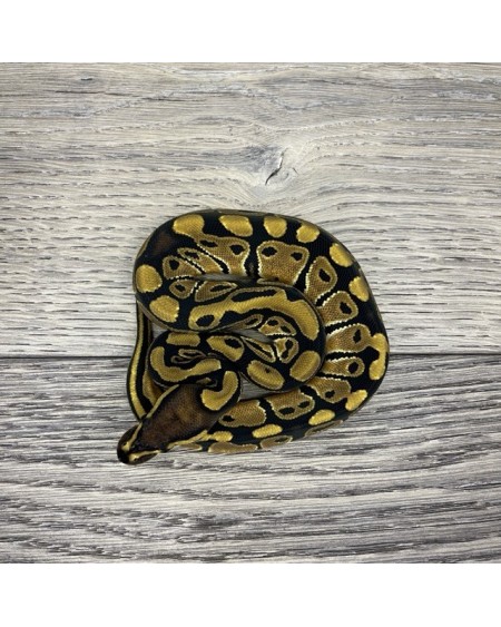 2/2025 - 0.1 Normal het Clown 2/2025 - 0.1 Normal het Clown