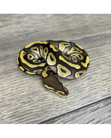 4/2025- 0.1 Mojave het Clown