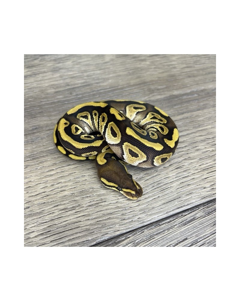 4/2025- 0.1 Mojave het Clown 4/2025- 0.1 Mojave het Clown