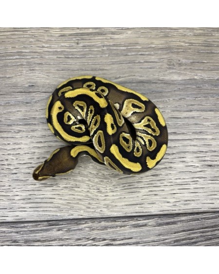 4/2025- 0.1 Mojave het Clown 4/2025- 0.1 Mojave het Clown