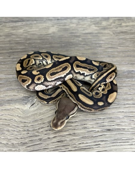 9/2025 - 1.0 Cinnamon 66% het Clown