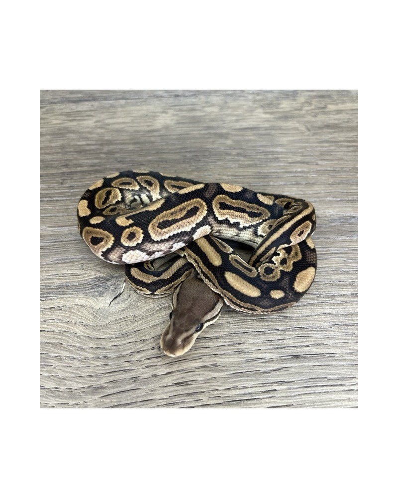 9/2025 - 1.0 Cinnamon 66% het Clown 9/2025 - 1.0 Cinnamon 66% het Clown