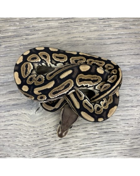 9/2025 - 1.0 Cinnamon 66% het Clown 9/2025 - 1.0 Cinnamon 66% het Clown