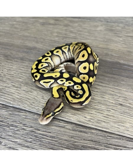 10/2025 - 0.1 Pastel Mojave 66% het Clown