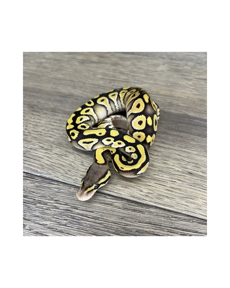 10/2025 - 0.1 Pastel Mojave 66% het Clown 10/2025 - 0.1 Pastel Mojave 66% het Clown