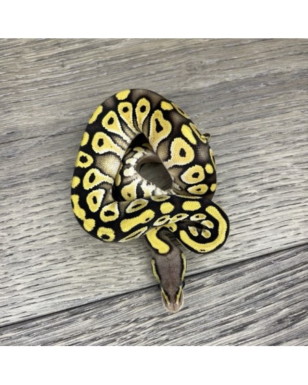 10/2025 - 0.1 Pastel Mojave 66% het Clown 10/2025 - 0.1 Pastel Mojave 66% het Clown