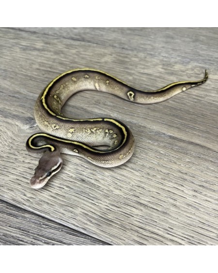 22/2025 - 1.0 Ghi Mojave Stranger 66% het Clown