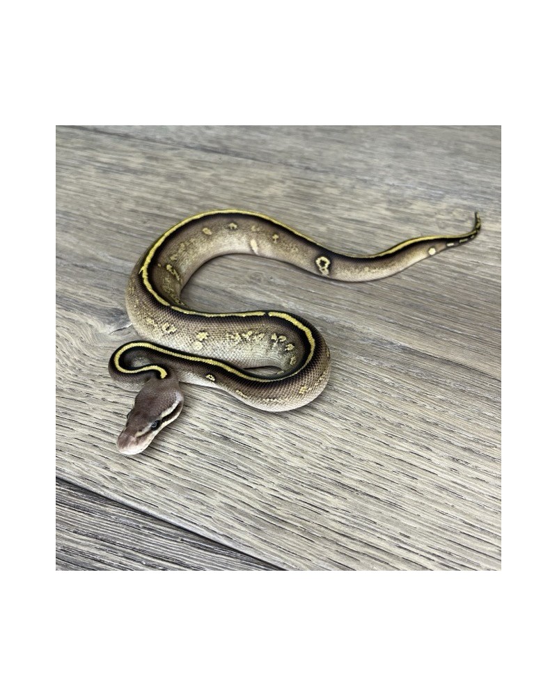 22/2025 - 1.0 Ghi Mojave Stranger 66% het Clown 22/2025 - 1.0 Ghi Mojave Stranger 66% het Clown