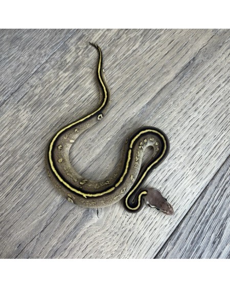 22/2025 - 1.0 Ghi Mojave Stranger 66% het Clown 22/2025 - 1.0 Ghi Mojave Stranger 66% het Clown