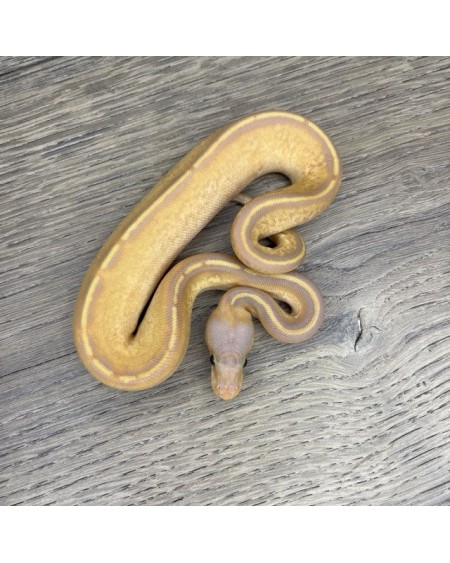 23/2025 - 0.1 Ghi Mojave Stranger Pastel Banana 66% het Clown