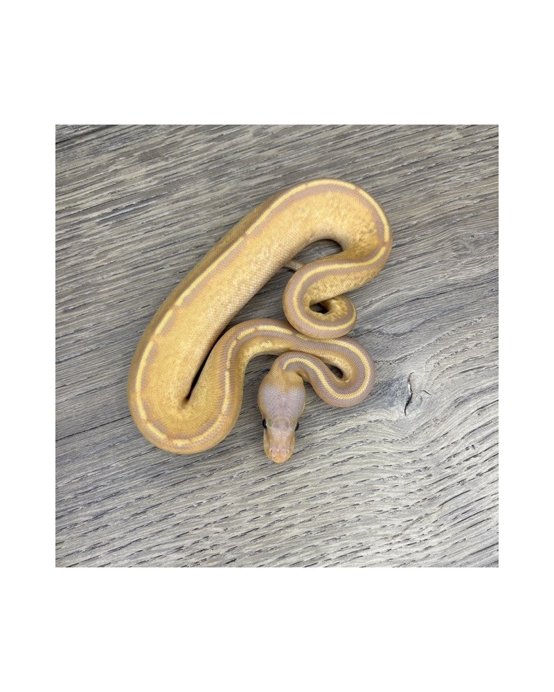 23/2025 - 0.1 Ghi Mojave Stranger Pastel Banana 66% het Clown 23/2025 - 0.1 Ghi Mojave Stranger Pastel Banana 66% het Clown