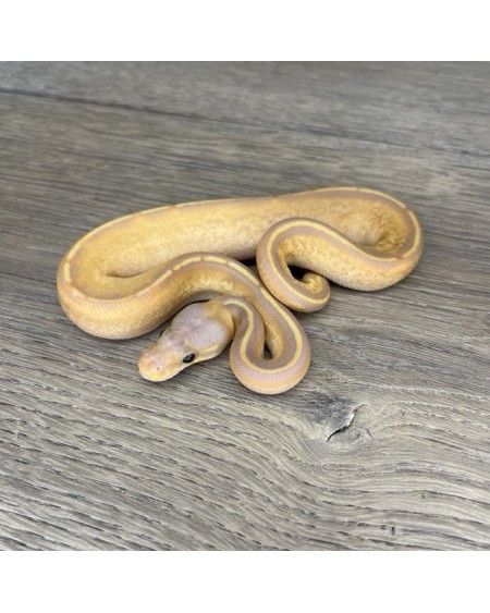 23/2025 - 0.1 Ghi Mojave Stranger Pastel Banana 66% het Clown 23/2025 - 0.1 Ghi Mojave Stranger Pastel Banana 66% het Clown