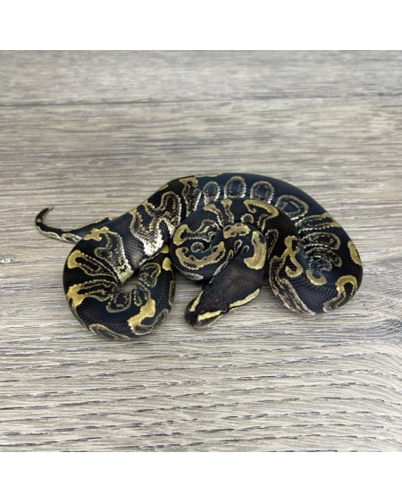 28/2025 - 1.0 Ghi het Clown