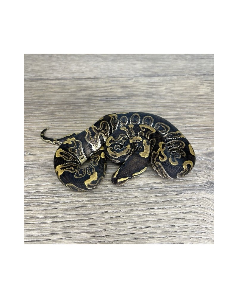 28/2025 - 1.0 Ghi het Clown 28/2025 - 1.0 Ghi het Clown