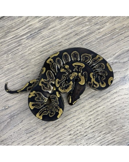 28/2025 - 1.0 Ghi het Clown 28/2025 - 1.0 Ghi het Clown