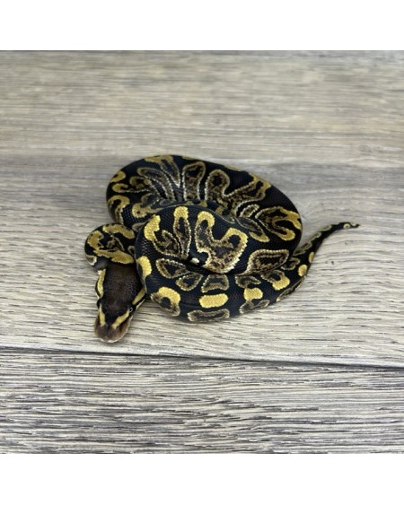 29/2025 - 0.1 Ghi het Clown