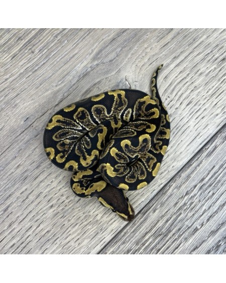 29/2025 - 0.1 Ghi het Clown 29/2025 - 0.1 Ghi het Clown