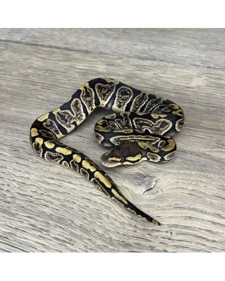 30/2025 - 0.1 Ghi het Clown