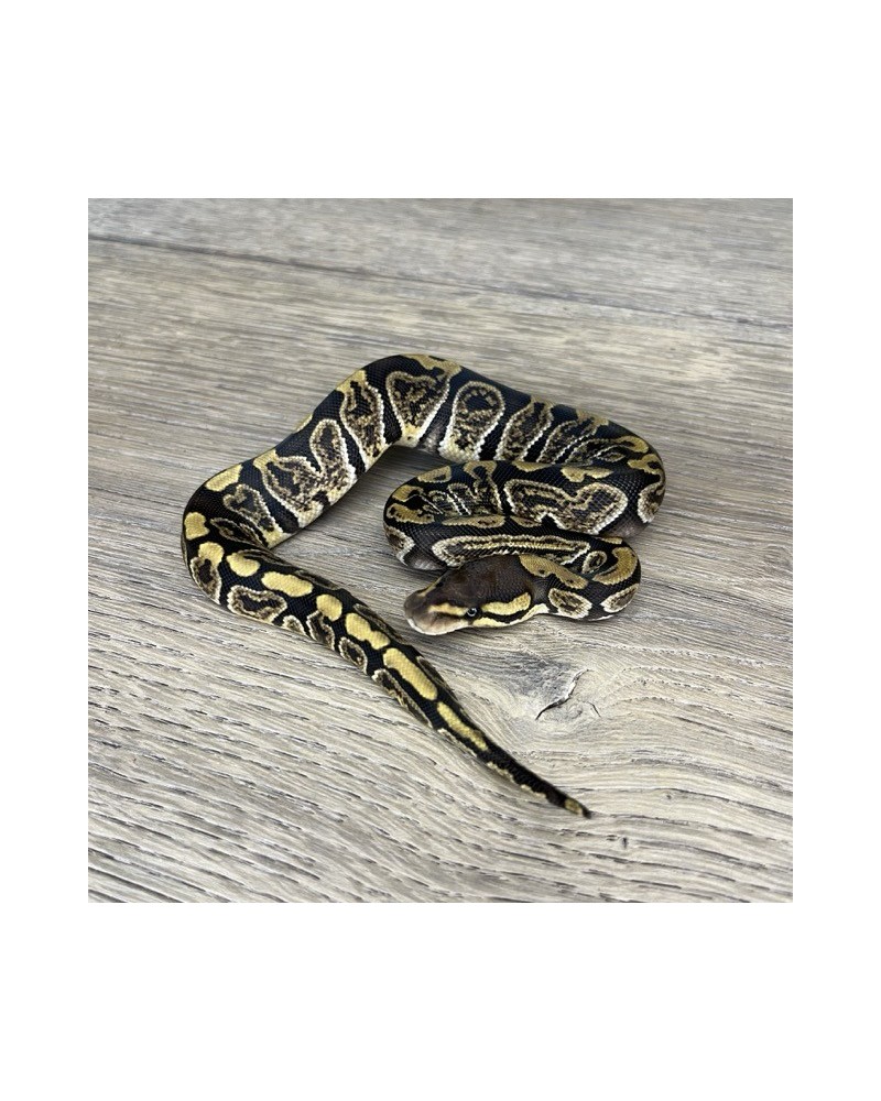 30/2025 - 0.1 Ghi het Clown 30/2025 - 0.1 Ghi het Clown