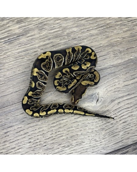 30/2025 - 0.1 Ghi het Clown 30/2025 - 0.1 Ghi het Clown