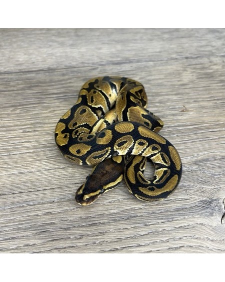 32/2025 - 1.0 Normal het Clown