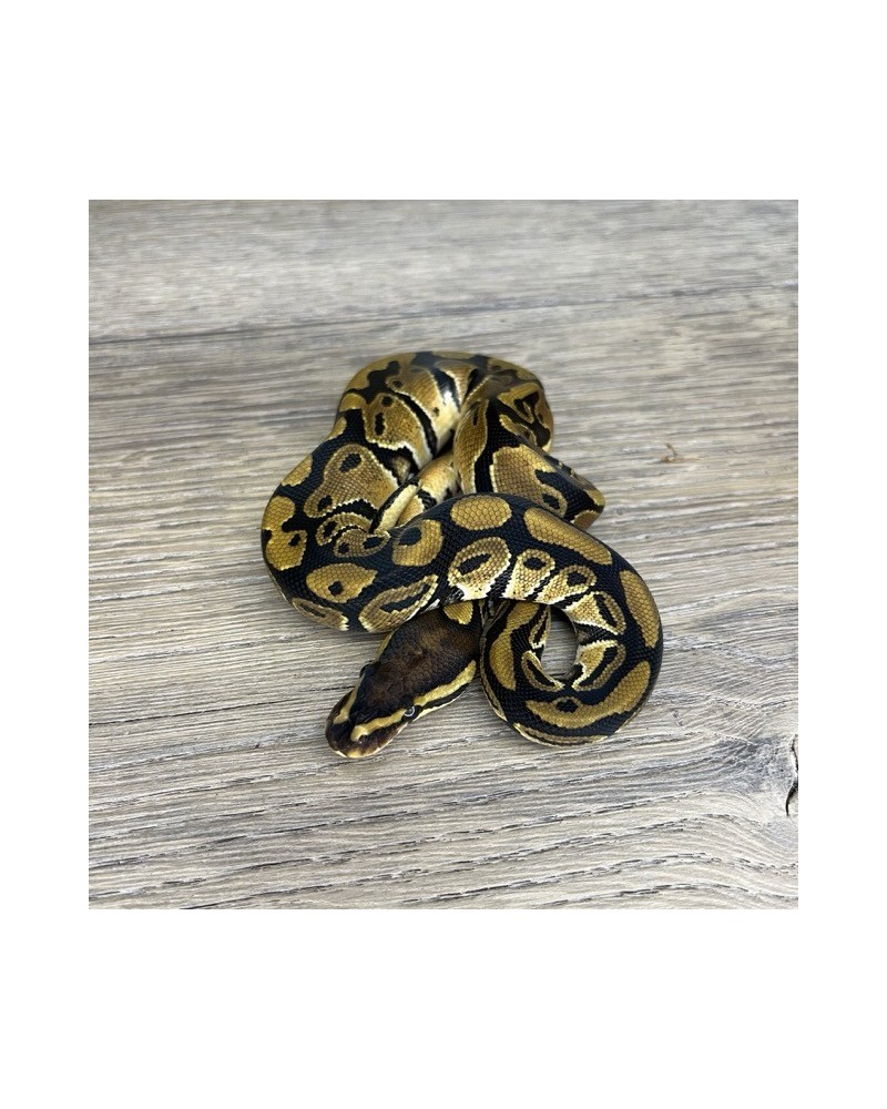 32/2025 - 1.0 Normal het Clown 32/2025 - 1.0 Normal het Clown