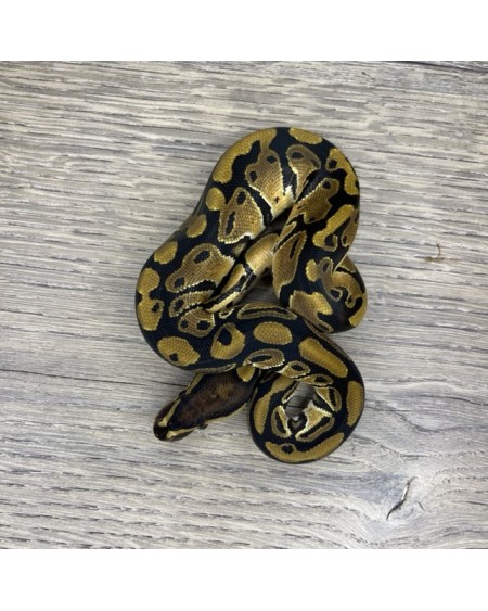 32/2025 - 1.0 Normal het Clown 32/2025 - 1.0 Normal het Clown