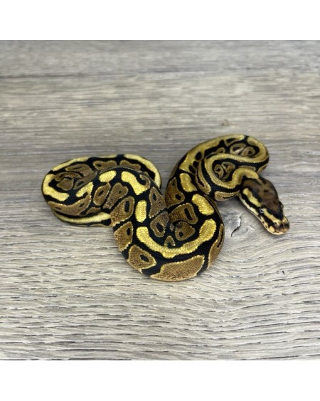 35/2025 - 0.1 Spotnose het Clown