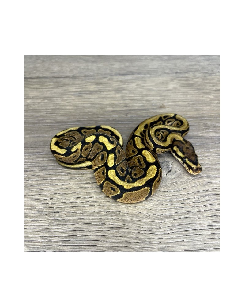 35/2025 - 0.1 Spotnose het Clown 35/2025 - 0.1 Spotnose het Clown