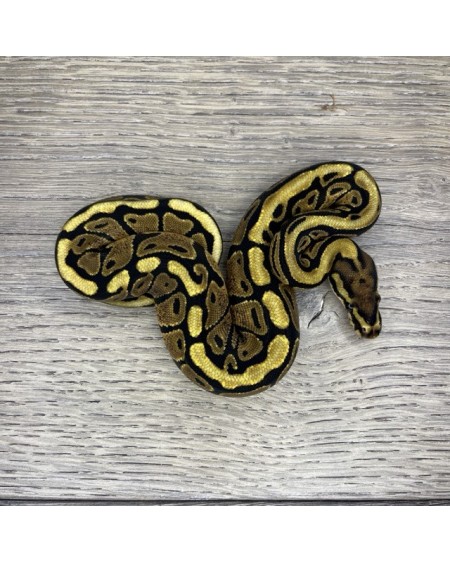 35/2025 - 0.1 Spotnose het Clown 35/2025 - 0.1 Spotnose het Clown