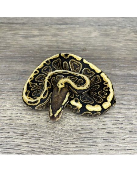 36/2025 - 0.1 Ghi Spotnose het Clown