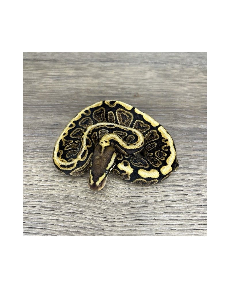 36/2025 - 0.1 Ghi Spotnose het Clown 36/2025 - 0.1 Ghi Spotnose het Clown