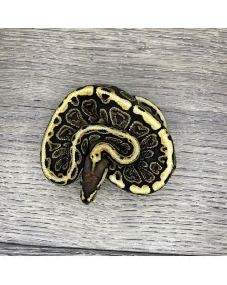 36/2025 - 0.1 Ghi Spotnose het Clown 36/2025 - 0.1 Ghi Spotnose het Clown